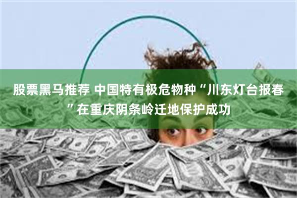 股票黑马推荐 中国特有极危物种“川东灯台报春”在重庆阴条岭迁地保护成功